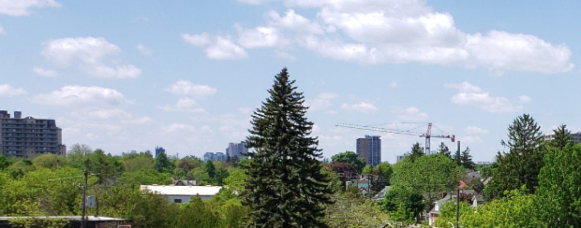 An elevated view of trees in the city with buildings and cranes in the background.