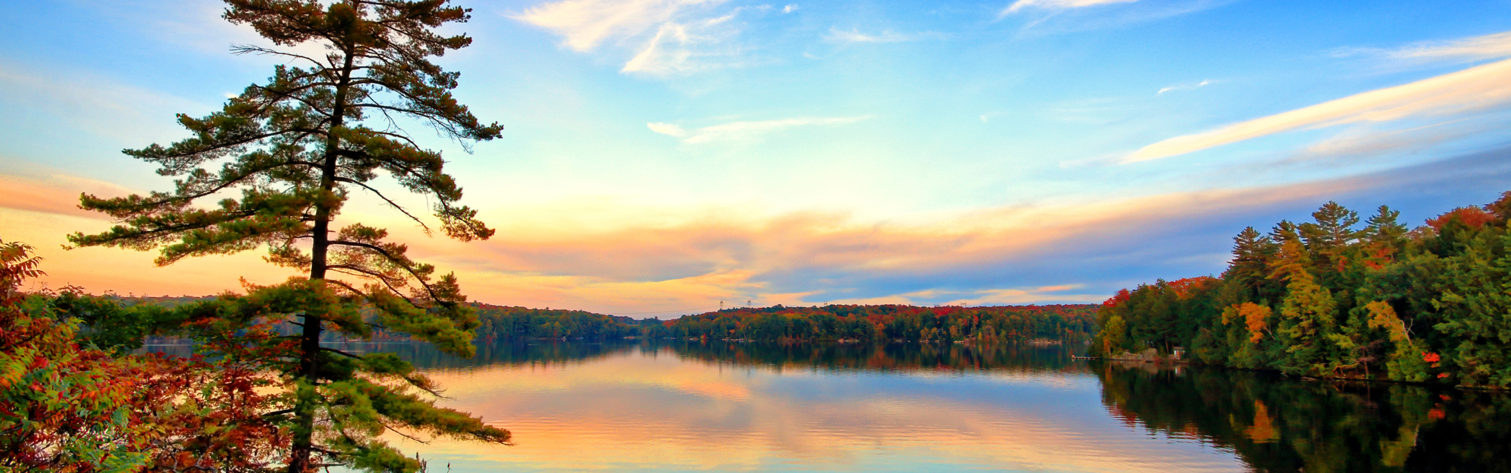 Pine tree with still lake behind it in Ontario, Canada.