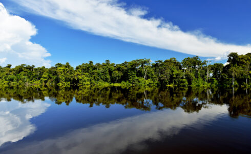 Image for A pulp mill along the Río Negro, Uruguay